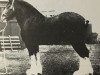 stallion Windlaw Marcellus (Clydesdale,  )