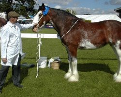 broodmare Fawnspark Elizabeth (Clydesdale, 2000, from Barlauchlan Ideal)