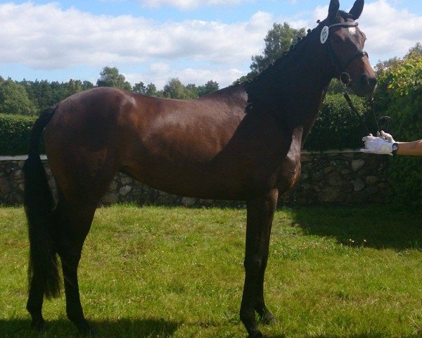 broodmare Lady Linell (Hanoverian, 2011, from Lauries Crusador xx)