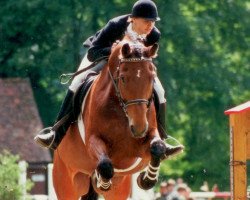 Springpferd Wilhelm Busch (Westfale, 1981, von Weinberg)