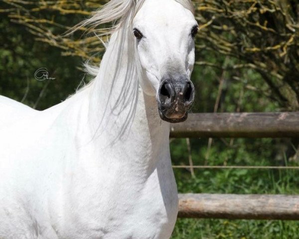 stallion CM Mourayh el erb (Arabian thoroughbred, 2003, from Messaoud 1979 ox)