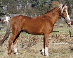 stallion Liberius (German Riding Pony, 1999, from Leicester)