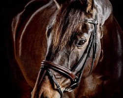 dressage horse Don Alfredo 22 (Hanoverian, 2007, from Don Frederico)