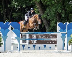 jumper Copa del Rey (Oldenburg show jumper, 2011, from Contendros 2)