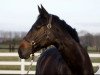 dressage horse Diva 535 (Westphalian, 2005, from Denaro)