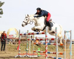 jumper Lexington Blue (German Sport Horse, 2008, from Pumped Up Kicks)