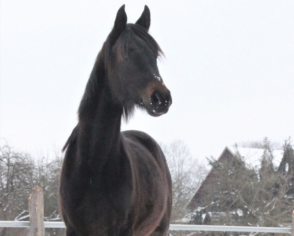 dressage horse Universal Beauty (German Sport Horse, 2019, from For Romance I)