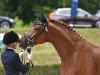 dressage horse Nacho 21 (Westphalian, 2014, from Negro)