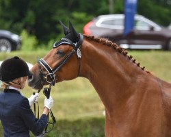 dressage horse Nacho 21 (Westphalian, 2014, from Negro)