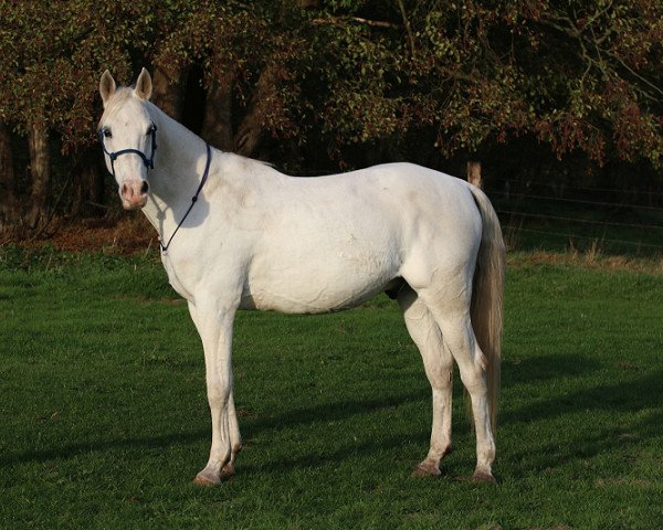 dressage horse Diego 342 (Arabian thoroughbred, 2003, from Eldon 1985 ox)