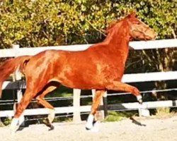 jumper Louise Equitop (KWPN (Royal Dutch Sporthorse), 2016, from Estoril)