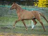 Dressurpferd Champagner Ice Imperial As (Deutsches Reitpony, 2016, von Kastanienhof Cockney Cracker)