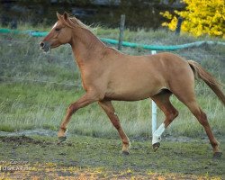 Dressurpferd Champagner Ice Imperial As (Deutsches Reitpony, 2016, von Kastanienhof Cockney Cracker)