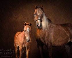 broodmare Schwedenlindes Alexandra (German Riding Pony, 2011, from Kurbaums Samba)