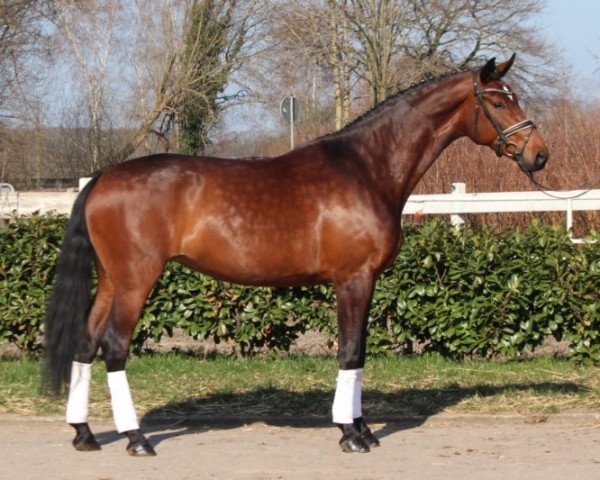 dressage horse Flair (Hanoverian, 2016, from Fürst Belissaro)