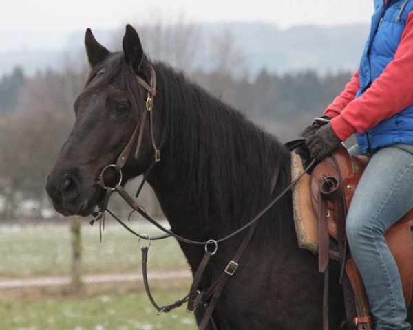 Pferd Whisper (Connemara-Pony, 2015)