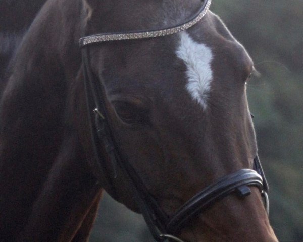 dressage horse Navajo (German Riding Pony, 2014, from Naron 1 RP)