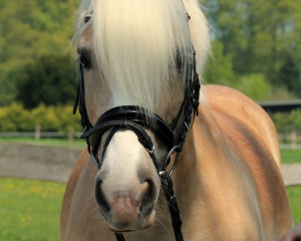 dressage horse Amadeus de L' Anis (3,125% ox) (Edelbluthaflinger, 2009, from Anis)