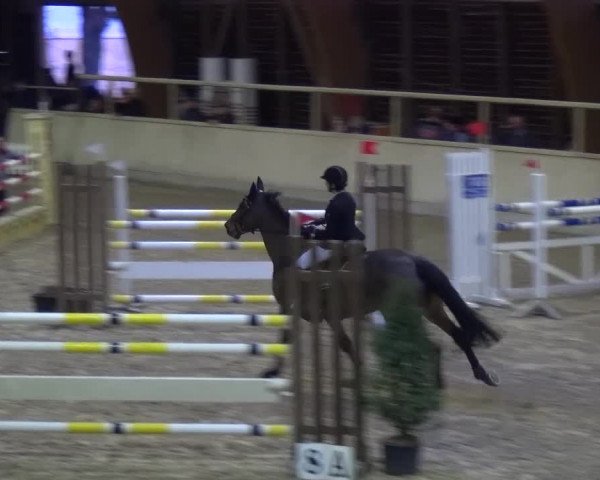Reitturnier Heidelberg-Kirchheim 2017