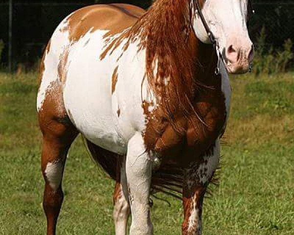 Deckhengst Red Pebbles (Paint Horse, 1990, von Sonnys Kidnap)