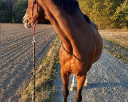 Pferd Lady Cassiano (Deutsches Sportpferd, 2006, von Cassiano)