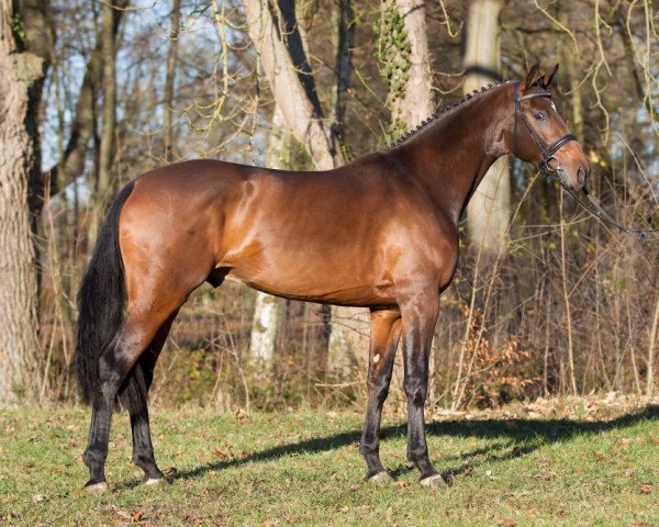 stallion Zonith (Oldenburg, 2014, from Zonik)
