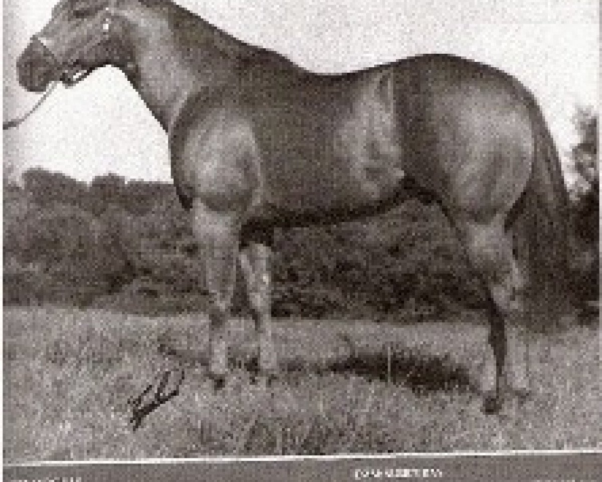 stallion Doc's Solano (Quarter Horse, 1971, from Doc Bar)