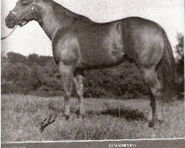 Deckhengst Doc's Solano (Quarter Horse, 1971, von Doc Bar)