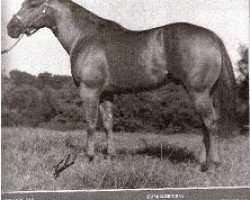 stallion Doc's Solano (Quarter Horse, 1971, from Doc Bar)