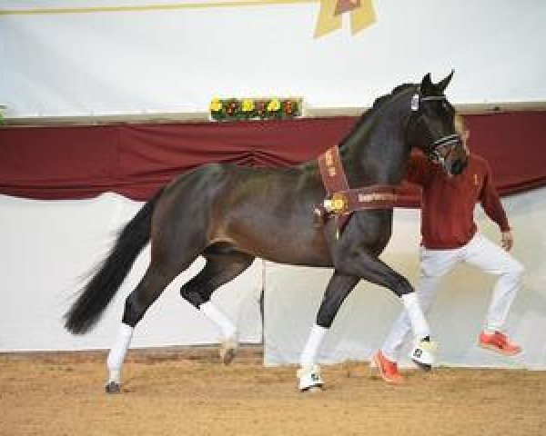stallion Dante's Stern (German Sport Horse, 2015, from Dante Weltino Old)