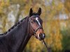 dressage horse Walesco 181 (Hanoverian, 2012, from Weltmeyer)