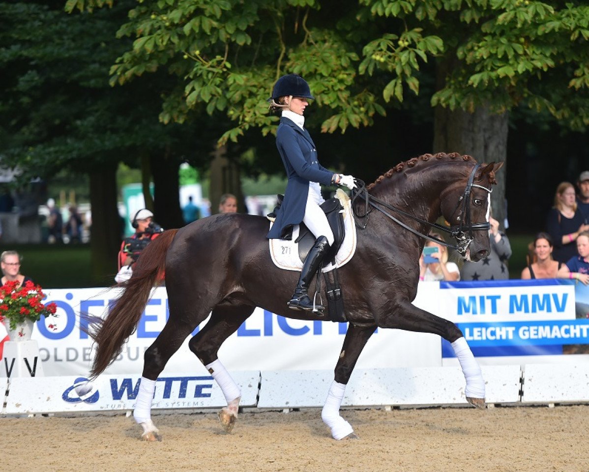 stallion Fuechtels Floriscount OLD (Oldenburg, 2005, from Florencio I)