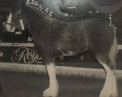 Zuchtstute Carp Valley Cheyanne (Clydesdale, 1997, von Ridgedale Teddy)