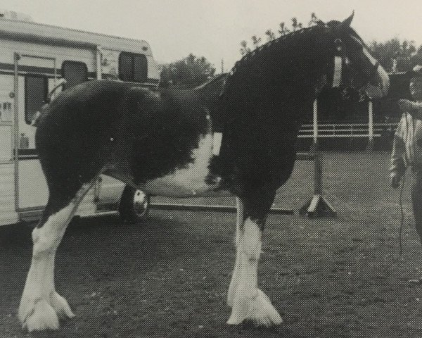 Zuchtstute Carp Valley Fancy (Clydesdale, 1991, von Westerdale Winston)