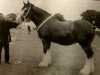 broodmare Carnfinton Apple Blossom (Clydesdale,  , from Ayton Perfection)