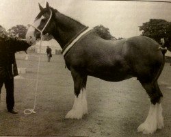 broodmare Carnfinton Apple Blossom (Clydesdale,  , from Ayton Perfection)