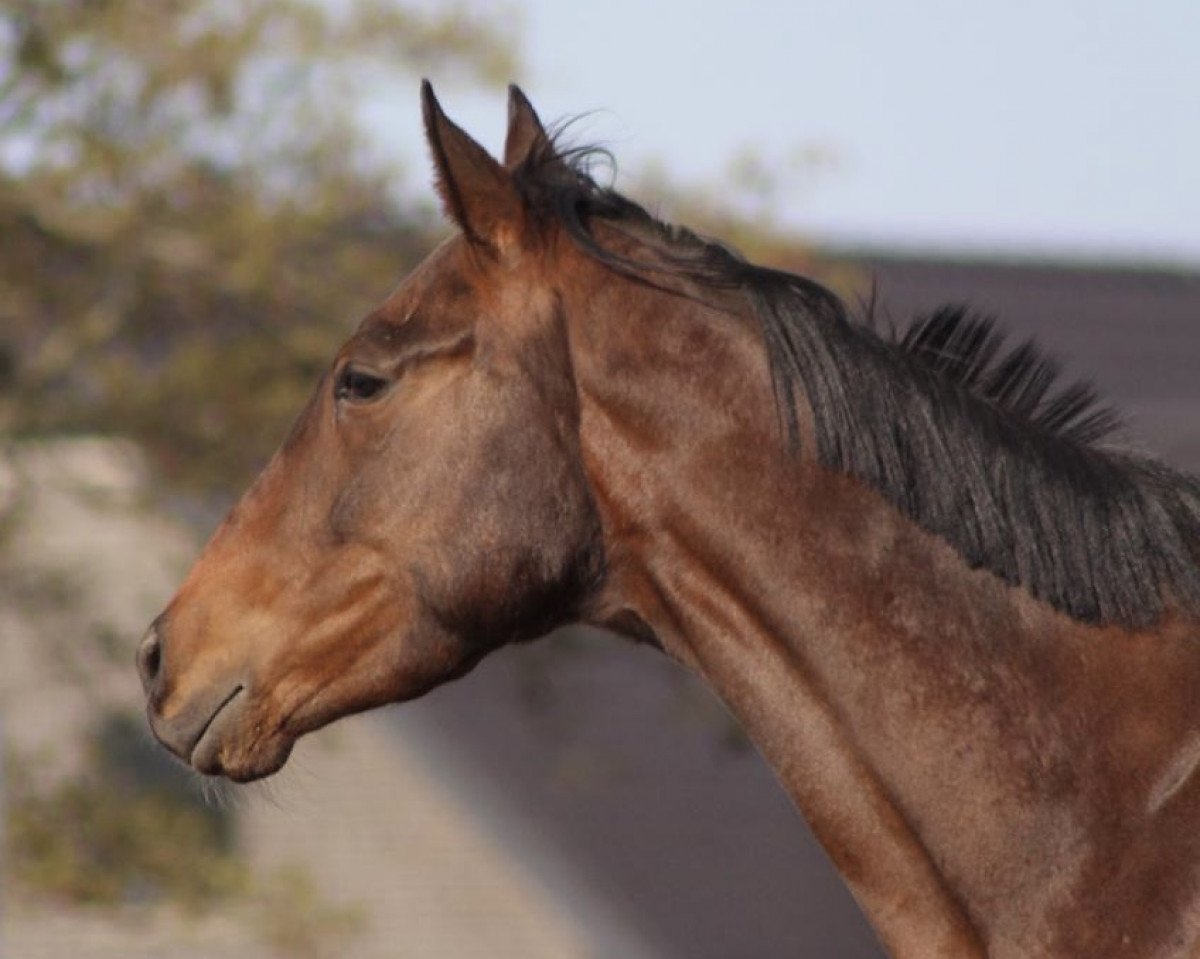 horse Model du Turf (Thoroughbred, 2018, from Turpaon)