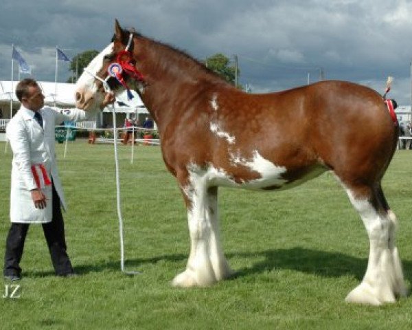 broodmare Redcastle Alena (Clydesdale, 1998, from Collessie Cut Above)