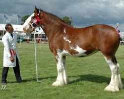 broodmare Redcastle Alena (Clydesdale, 1998, from Collessie Cut Above)