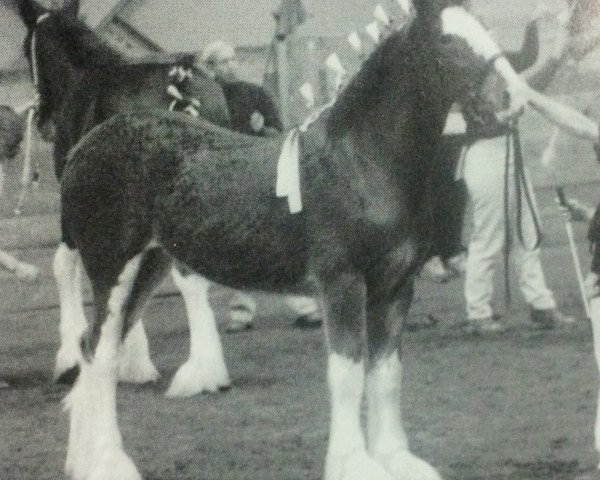 broodmare Redcastle Shannon (Clydesdale, 2002, from Dillars Leader)