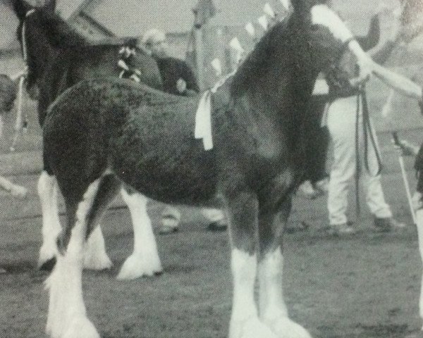 Zuchtstute Redcastle Shannon (Clydesdale, 2002, von Dillars Leader)