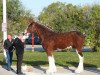 stallion Brelee Majestic Frisky Freddy (Clydesdale, 2009, from Freedom Royal Majestic)