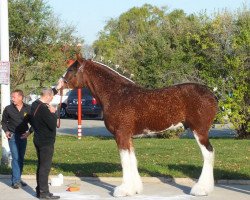 stallion Brelee Majestic Frisky Freddy (Clydesdale, 2009, from Freedom Royal Majestic)