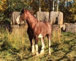 Pferd AM Top Model's Paragon (Clydesdale, 2015, von Brelee Majestic Frisky Freddy)