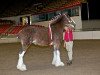 Zuchtstute AM Top Gun's Lexus (Clydesdale, 2007, von Twin Creek Victor's Top Gun)