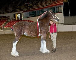 Zuchtstute AM Top Gun's Lexus (Clydesdale, 2007, von Twin Creek Victor's Top Gun)