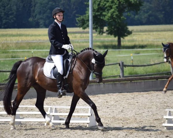 dressage horse Naomi 411 (German Riding Pony, 2009, from Go for Gold)