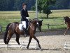 dressage horse Naomi 411 (German Riding Pony, 2009, from Go for Gold)