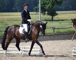 Dressurpferd Naomi 411 (Deutsches Reitpony, 2009, von Go for Gold)