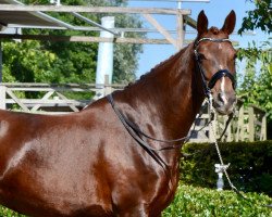 broodmare Felitchy van de Waalsehoeve (KWPN (Royal Dutch Sporthorse), 2010, from Glock's Tango)